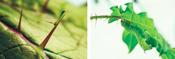 <b>Рис. 3.</b> Шипы на растении мешают ползать как большим гусеницам, так и маленьким. Фото сайта www.quantamagazine.org («ТрВ» №15(234), 01.08.2017)