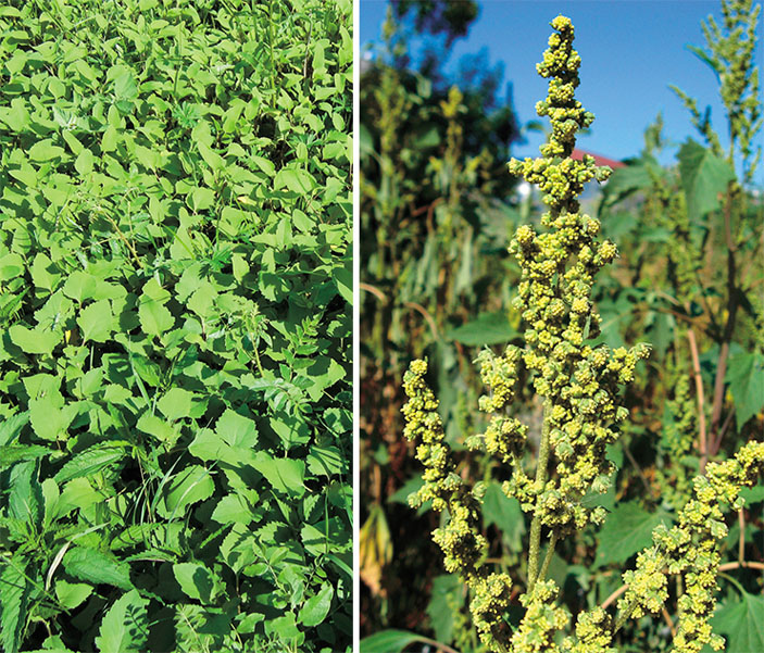 Циклахена дурнишниковая (Cyclachaena xanthiifolia (Nutt.) Fresen) («Наука из первых рук» №1–2(91), 2021) 