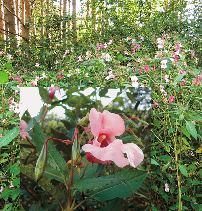 Недотрога железистая (Impatiens glandulifera Royle) («Наука из первых рук» №1–2(91), 2021) 