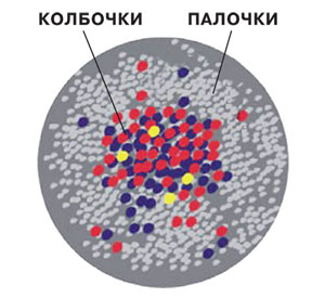Распределение палочек и колбочек в сетчатке («Наука и жизнь» № 5, 2020) 