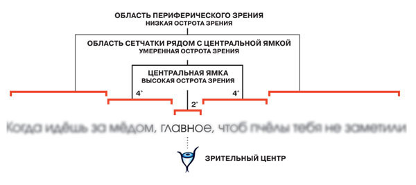Отклонение от зрительного центра на 4° снижает остроту зрения («Наука и жизнь» № 5, 2020)