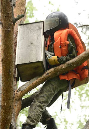 Лена Шнайдер лезет в дуплон в новосибирском Академгородке — высаживать совят («Коммерсантъ Наука» № 15 (3), июнь 2020)