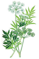 Cicuta virosa. Изображение: «Популярная механика»