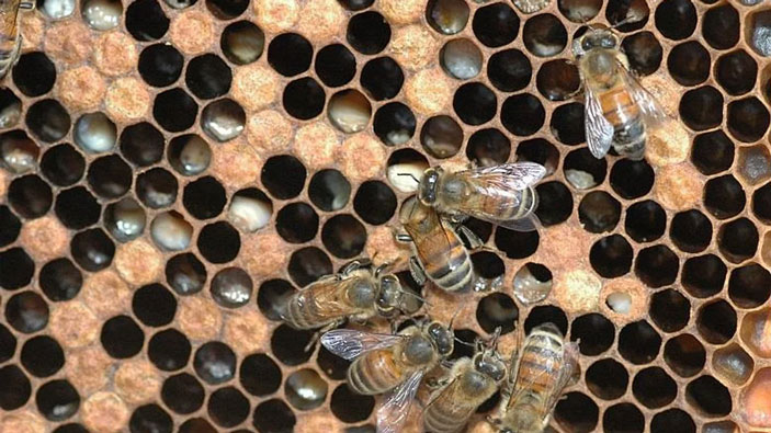 Русская пчела