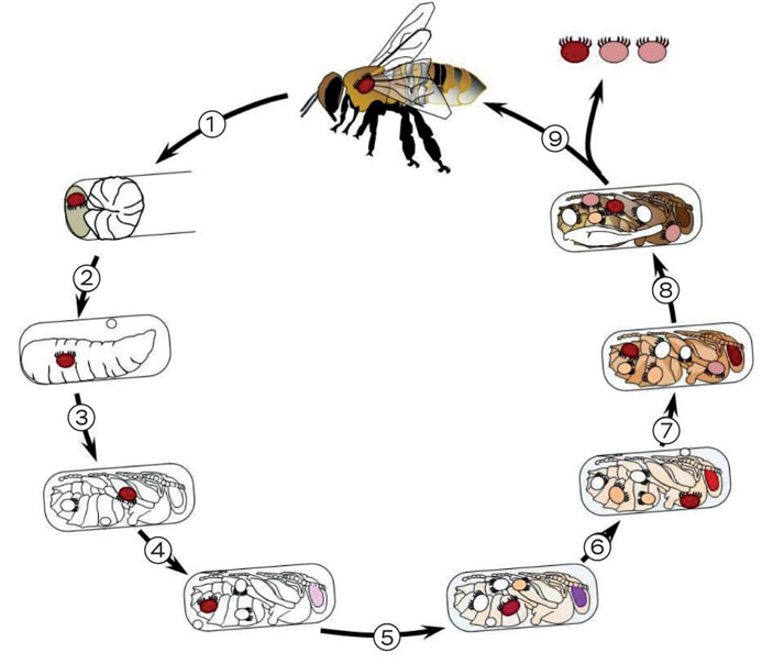 Жизненный цикл клеща Варроа