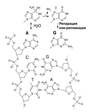 Новый способ редактирования ДНК или РНК («Химия и жизнь» №7, 2018) 