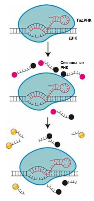 Принцип действия тест-систем на основе CRISPR («Химия и жизнь» №7, 2018)