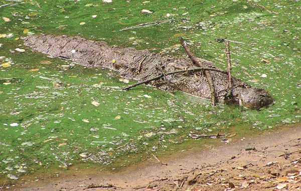 Рис. 1. Болотный крокодил <i>Crocodylus palustris</i> в Мадрасском зоопарке приманивает птиц. Авось кто-нибудь прельстится веточкой для гнезда (Dinets et al., 2013)