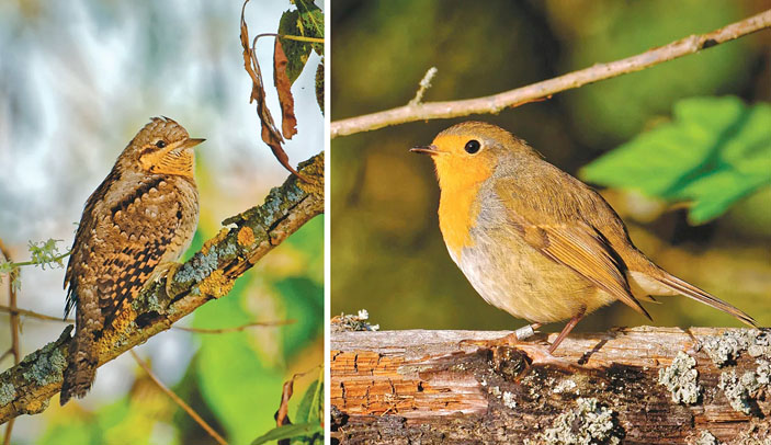 Вертишейка Jynx torquilla, зарянка Erithacus rubecula («Троицкий вариант» №7(226), 11.04.2017)