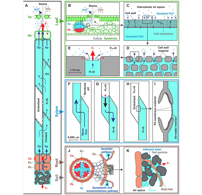Схема транспорта воды в растении