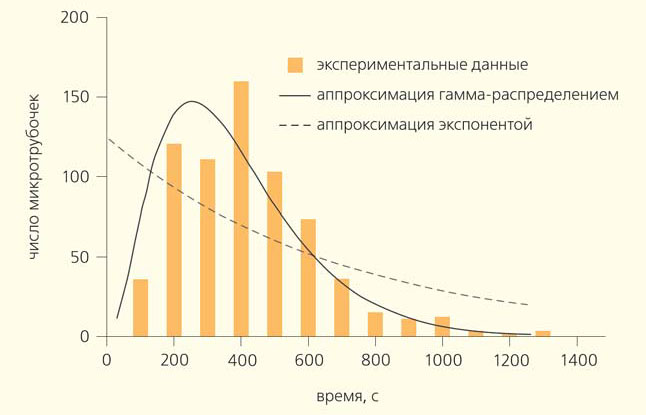 Рис. 3. Экспериментальное распределение времен жизни микротрубочек и две альтернативные аппроксимации этих данных («Природа» №10, 2015)