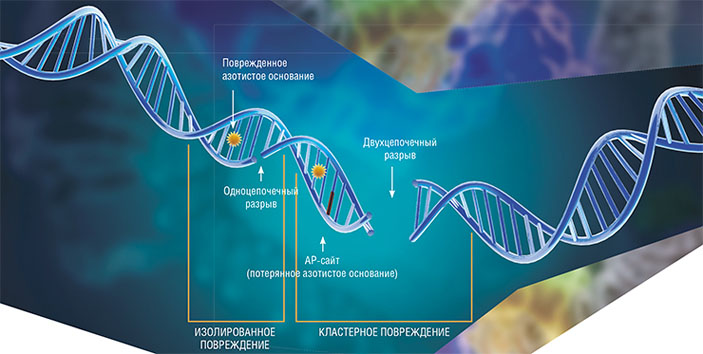 Среди всех повреждений молекулы ДНК наиболее опасными для клеток являются двухцепочечные разрывы («Наука из первых рук» №5/6(53/54), 2013)