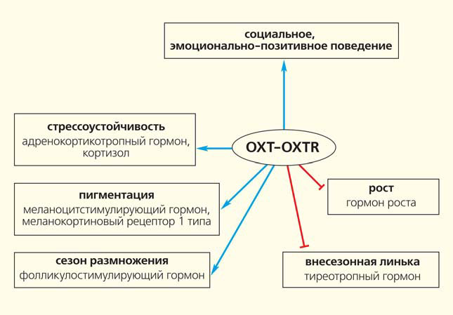 Комплекс окситоцин — рецептор окситоцина (ОХТ-ОХТR) оказывает разнообразное влияние на многие процессы у млекопитающих («Природа» №6, 2017)