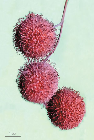 Головчатые соплодия современного вида платана Platanus acerifolia («Природа» №8, 2015)