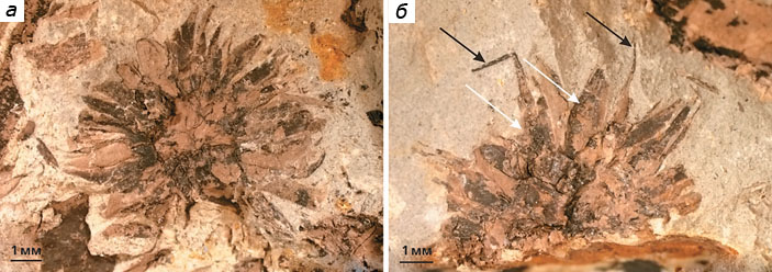 Ископаемые головчатые соплодия Kunduricarpus longistylium («Природа» №8, 2015)