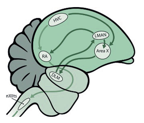 "Думай, что говоришь!" ("Наука и жизнь", №8, 2015)