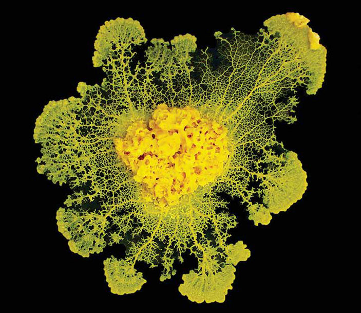 Физарум многоголовый Physarum polycephalum («Химия и жизнь» №2, 2020)
