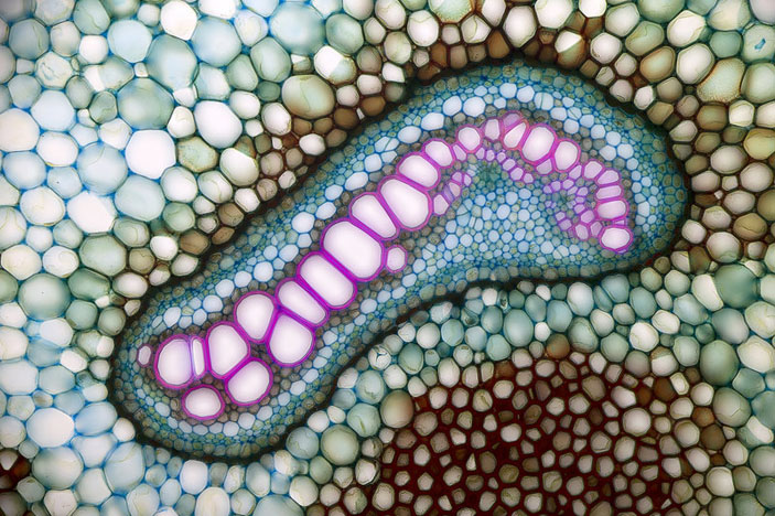 Срез корневища папоротника-орляка Pteridium pinetorum («Популярная механика» №4, 2019)