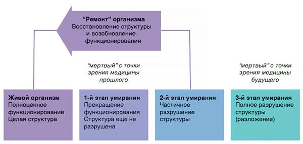 Понятие смерти не раз менялось с течением времени