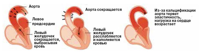 Рис. 1. Сокращаясь и расслабляясь, аорта помогает сердцу перекачивать кровь («Химия и жизнь» №6, 2016)