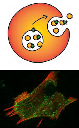 Рис. 3. Экзосомы. На микрофотографии — эндосомы внутри гладкомышечных клеток («Химия и жизнь» №6, 2016)