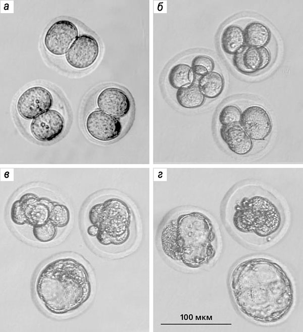 Рис. 9. Эмбрионы крыс ISIAH, культивирующиеся in vitro («Природа» №3, 2015)
