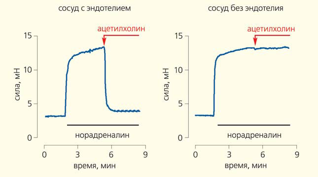Рис. 1. Кривые, иллюстрирующие эксперименты на двух сегментах мелкой артерии, приносящей кровь к коже задней конечности мыши («Природа» №9, 2014) 