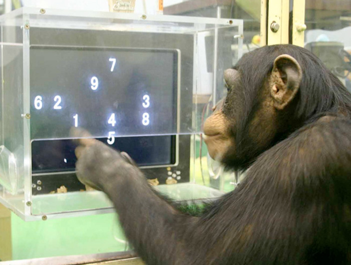 Аюму блестяще справляется с заданием (c сайта Primate Research Institute, Kyoto University) («ТрВ» №17(261), 28.08.2018)