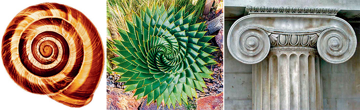 Этюд о спиралях 1