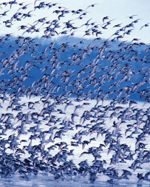 Стая ржанкообразных птиц 