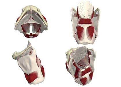 Так выглядит щитовидная железа человека. Аналоги этого органа имеются у всех позвоночных (хоть и не у всех имеют вид компактной железы), а вырабатываемый ими гормон идентичен по химическому составу как для человека, так и для ланцетника