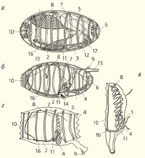 Рис. 4. Типы зооидов в жизненном цикле Doliolum («Природа» №5, 2014)
