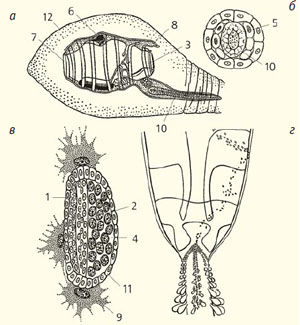Рис. 5. Некоторые стадии развития Doliolum («Природа» №5, 2014)