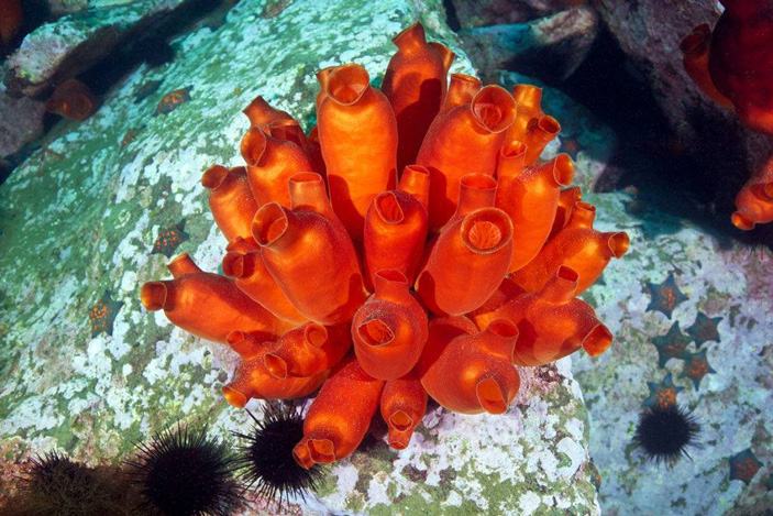 Скопление особей одиночной асцидии Halocynthia aurantium («Природа» №5, 2014) 