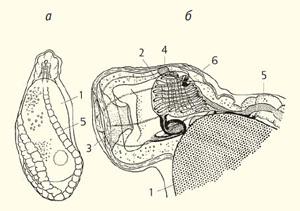 Рис. 10. Поздний зародыш Propyrosoma («Природа» №5, 2014)