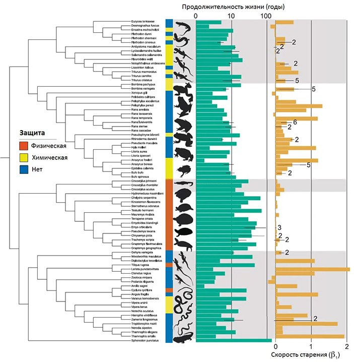 Рис. 3. Эволюционное древо изученных видов амфибий и рептилий 
