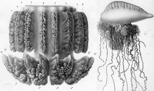 Рис. 11. Медуза Stomolophus meleagris (слева) и сифонофора Physalia arethusa (справа); иллюстрации из книги Л. Агассиса «Contributions to the Natural History of the United State», т. 3 (1860) и т. 4 (1862), рисунки А. Агассиса и А. Сонреля