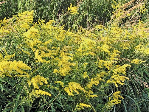 Золотарник гигантский (<i>Solidago gigantea</i>). Родина растения — Северная Америка. Быстро разрастается и образует крупные заросли в средней полосе России. Особенно много золотарника гигантского в Московской, Калужской и Курской областях. Фото Аллы Куклиной