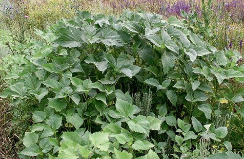 Циклахена дурнишниколистная (<i>Cyclachaena xanthiifolia</i>). Родина растения — Северная Америка. В XIX столетии циклахену выращивали в Киевском ботаническом саду, откуда она распространилась по Украине и попала как сорное растение в Россию. Её пыльца может вызывать аллергическую реакцию с тяжёлыми астматическими проявлениями. Фото Сергея Майорова