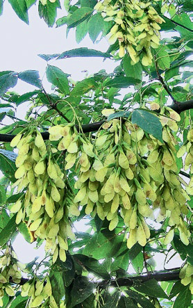 Клён ясенелистный (<i>Acer negundo</i>) — мужские соцветия (<i>слева</i>) и плоды. 