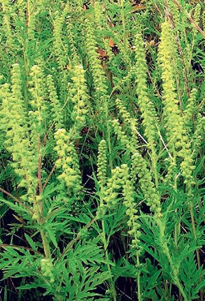 Амброзия полыннолистная (<i>Ambrosia artemisiifolia</i>). Родина растения — Северная Америка. Вторичный ареал занимает юг Европейской России, Южный Урал (сюда также занесена амброзия трёхраздельная) и юг Дальнего Востока. В среднюю полосу России амброзия заносится с семенами сельскохозяйственных культур (подсолнечника, конопли, люцерны и т. д.), уборка которых совпадает с созреванием сорняка. Фото Натальи Решетниковой