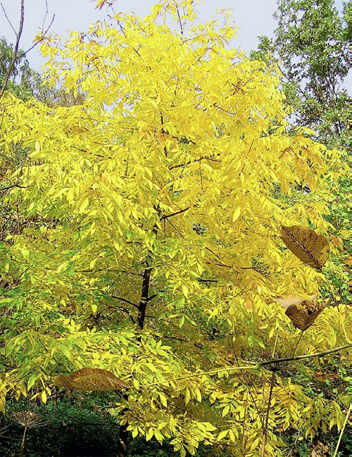 Ясень пенсильванский (<i>Fraxinus pennsylvanica</i>). Родина дерева — Северная Америка. В 1723 году попало в Европу, но лишь в XX столетии стало широко использоваться в культуре, и не только в России и странах бывшего СССР, но и в Австрии, Венгрии, Польше, Чехии, Хорватии и Японии. Фото Аллы Куклиной
