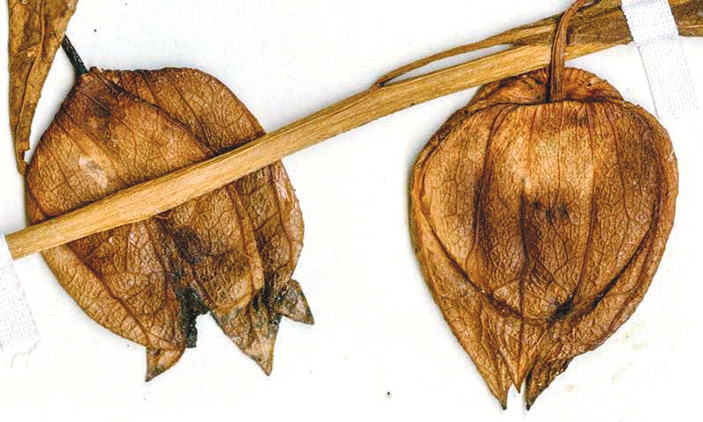 Засушенный образец современного физалиса <i>Physalis angustifolia</i>. Этот вид чрезвычайно напоминает <i>Physalis infinemundi. </i>Фото с сайта www.zmescience.com («ТрВ» №8(227), 25.04.2017)