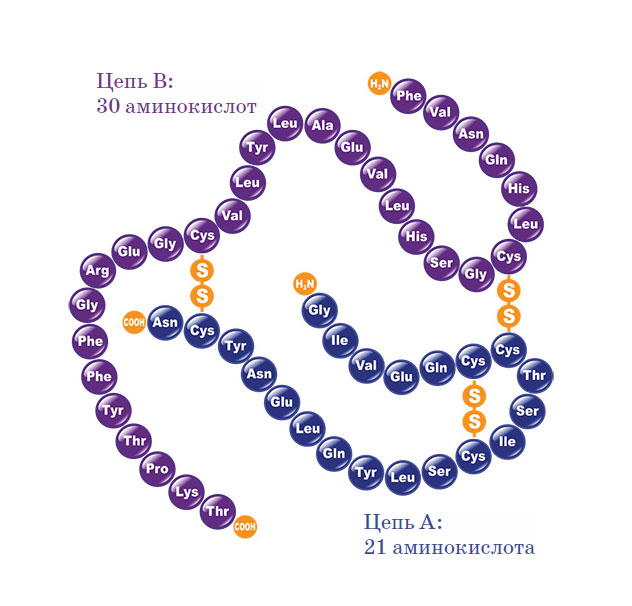 Структура инсулина («Квантик» №9, 2019)
