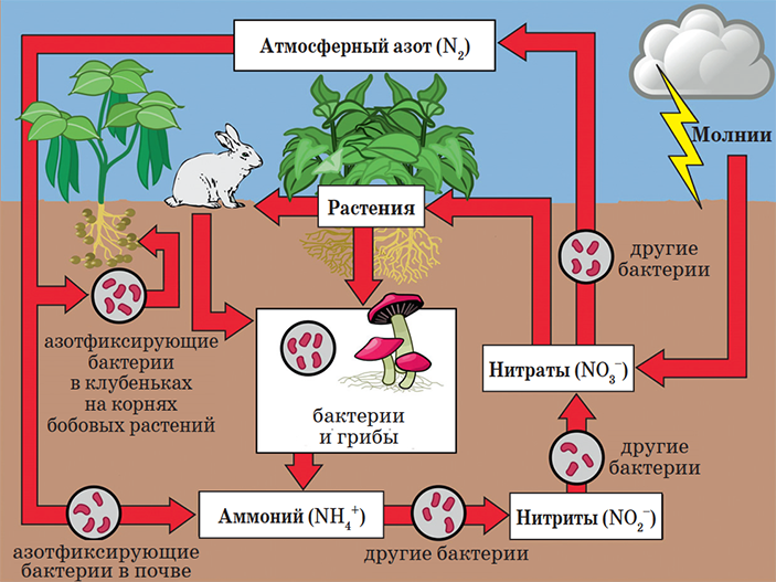 Круговорот азота