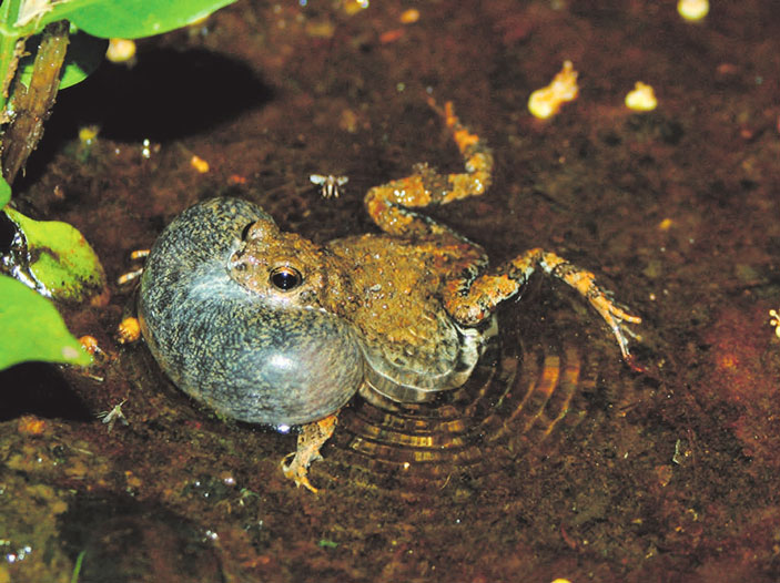 Рис. 1. Самец тунгарской лягушки Physalaemus pustulosus (изображение: phys.org) («ТрВ» №19(263), 25.09.2018)