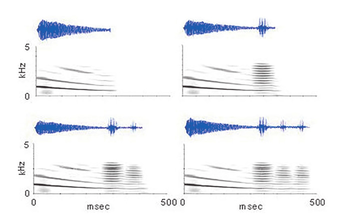 Рис. 2. Осцилограммы и спектрограммы брачных сигналов разной сложности: простое скуление (наверху слева) и скуление с одним, двумя или тремя кудахтаньями (Ryan et al., 2018) («ТрВ» №19(263), 25.09.2018)