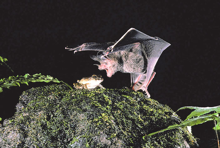 Рис. 3. Летучая мышь Trachops cirrhosus пикирует на тунгарскую лягушку (изображение: pagelab.wixsite) («ТрВ» №19(263), 25.09.2018)