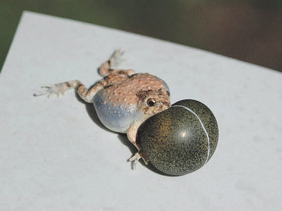 Рис. 4. Лягушка-робот, совсем как настоящая (изображение: combbe.cns.utexas.edu) («ТрВ» №19(263), 25.09.2018)