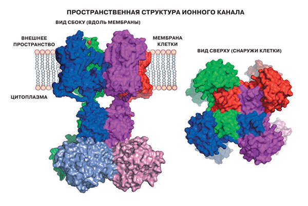 Устройство ионных каналов («Наука и жизнь» №11, 2019)